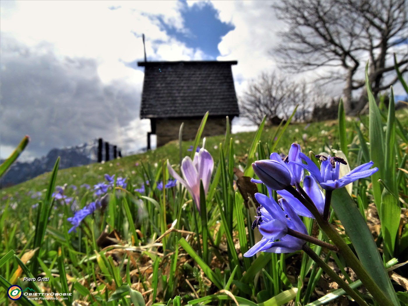 04 Crocus vernus (Crocus) e Scilla bifolia (Scilla silvestre) ai prati della Pigolotta di Valtorta .JPG -                                